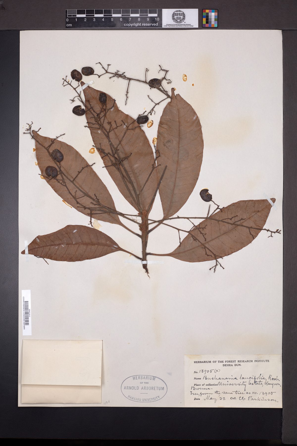 Buchanania lancifolia
