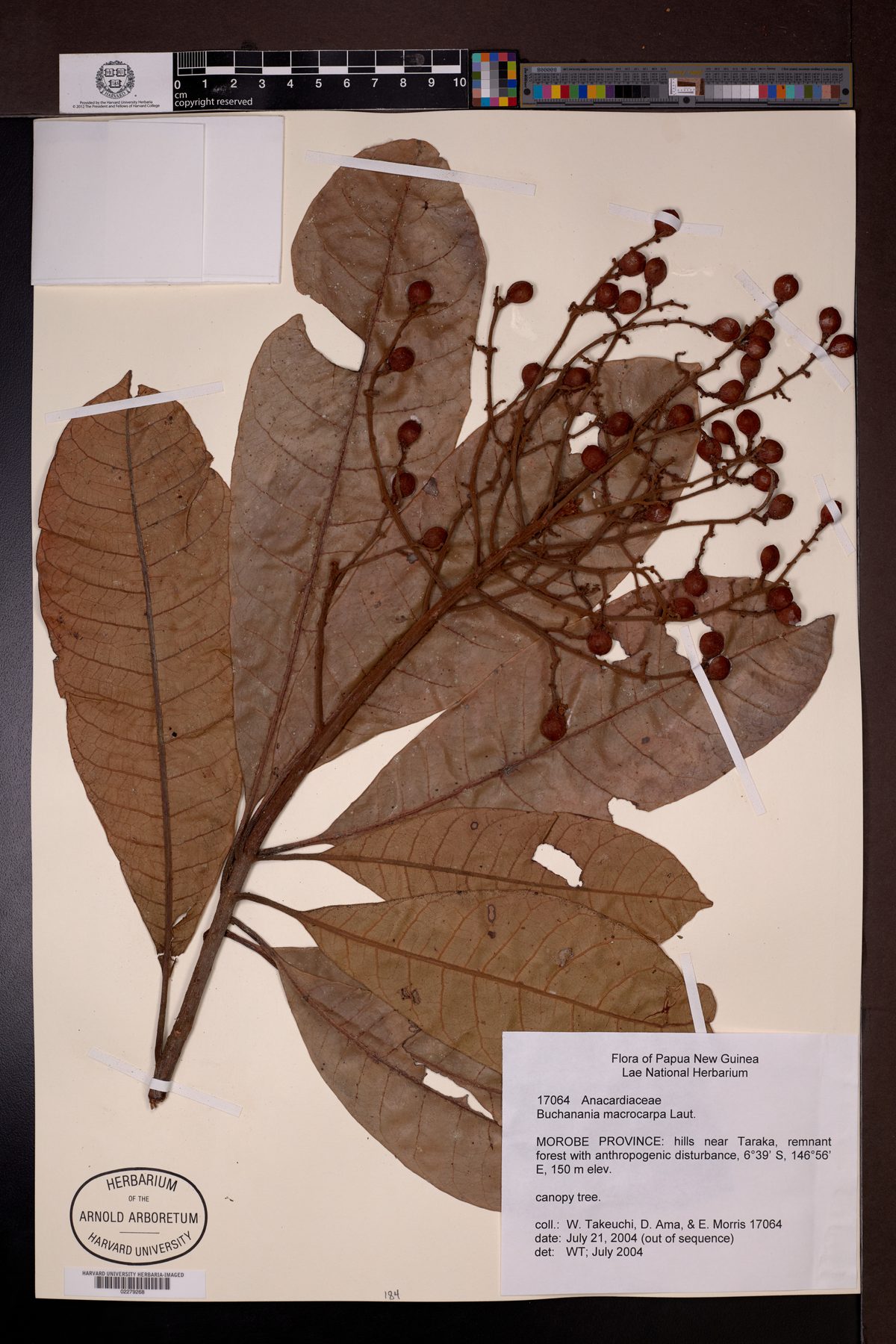 Buchanania macrocarpa — photo