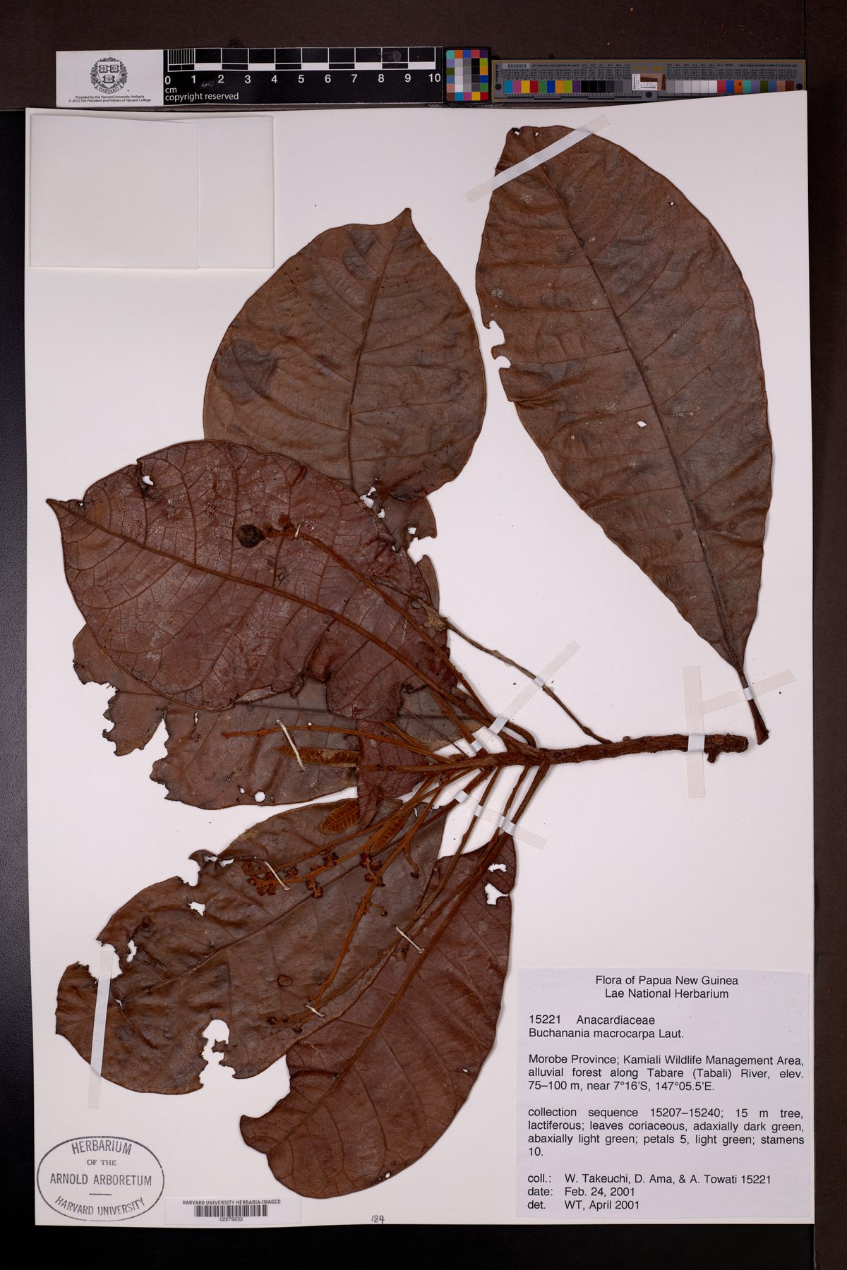 Buchanania macrocarpa — photo