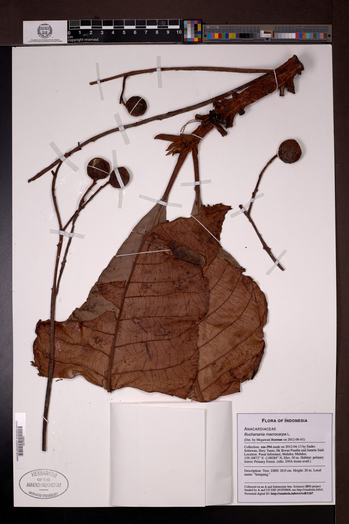 Buchanania macrocarpa