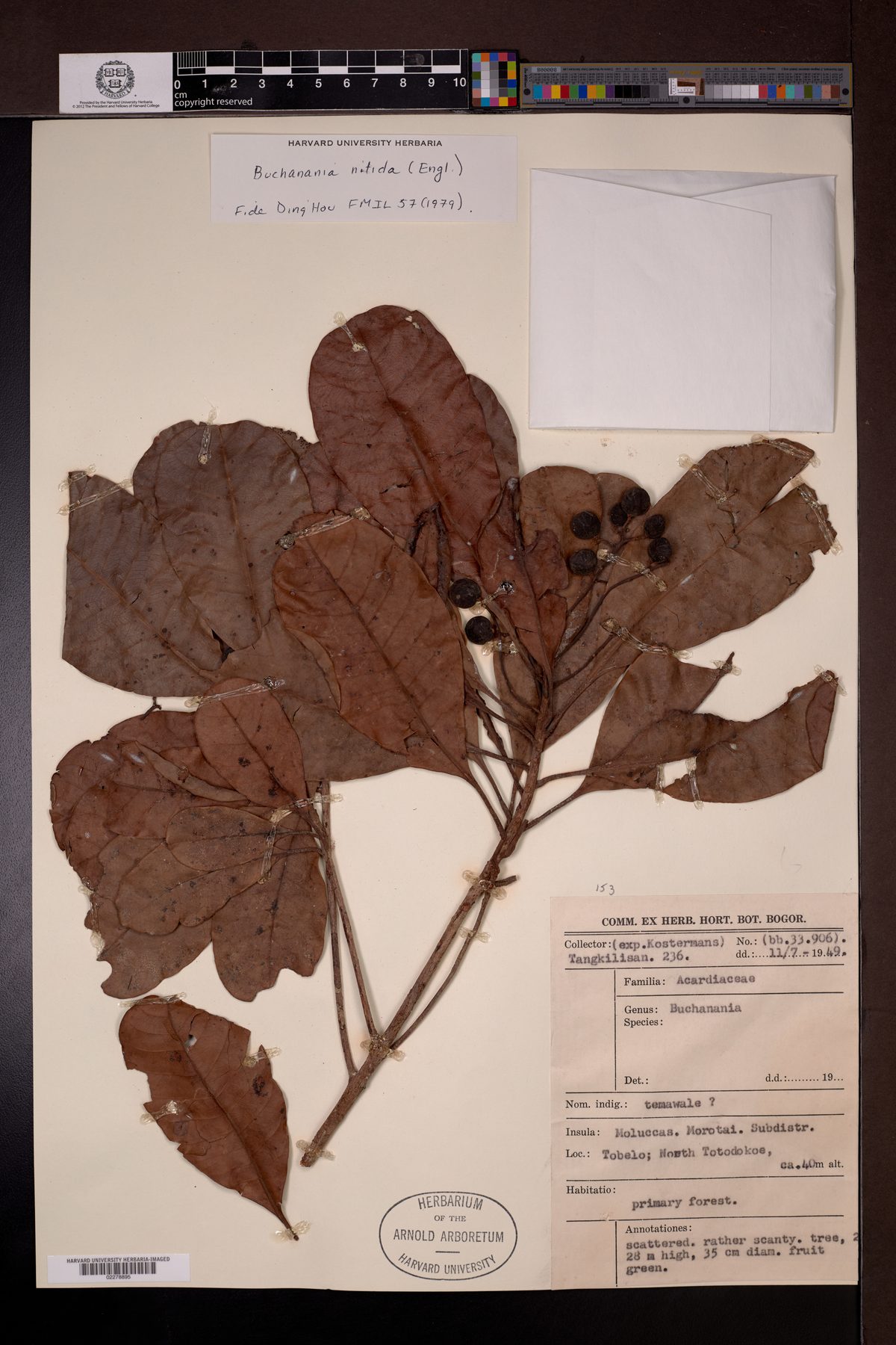 Buchanania nitida — photo