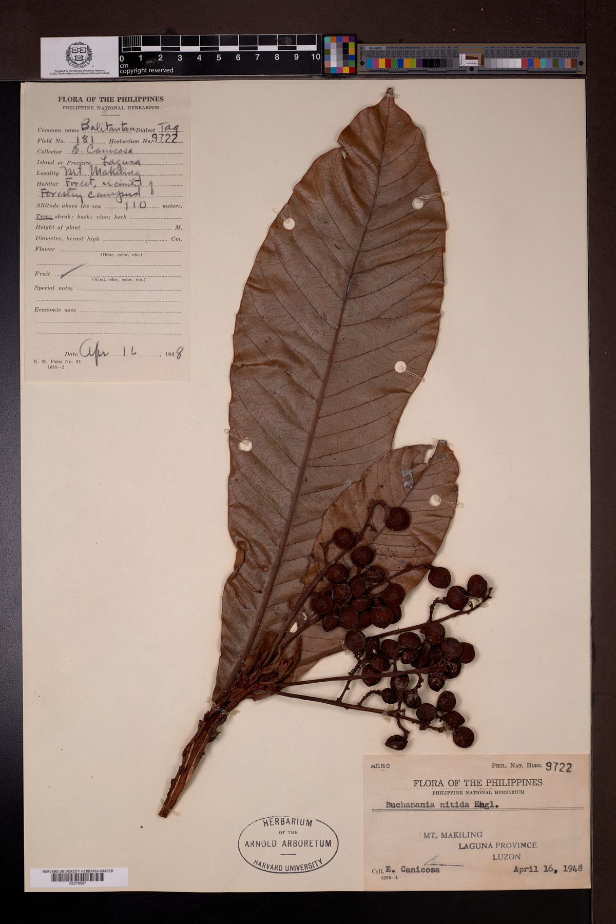 Buchanania nitida — photo