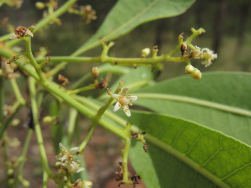 Buchanania obovata (Wild plum) — photo