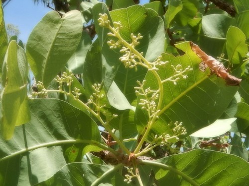 Buchanania obovata (Wild plum) — photo