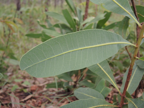 Buchanania obovata