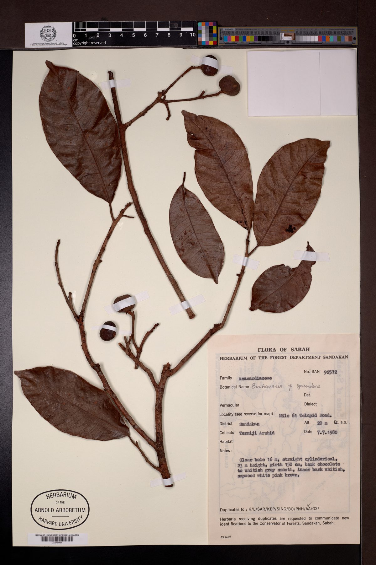Buchanania splendens