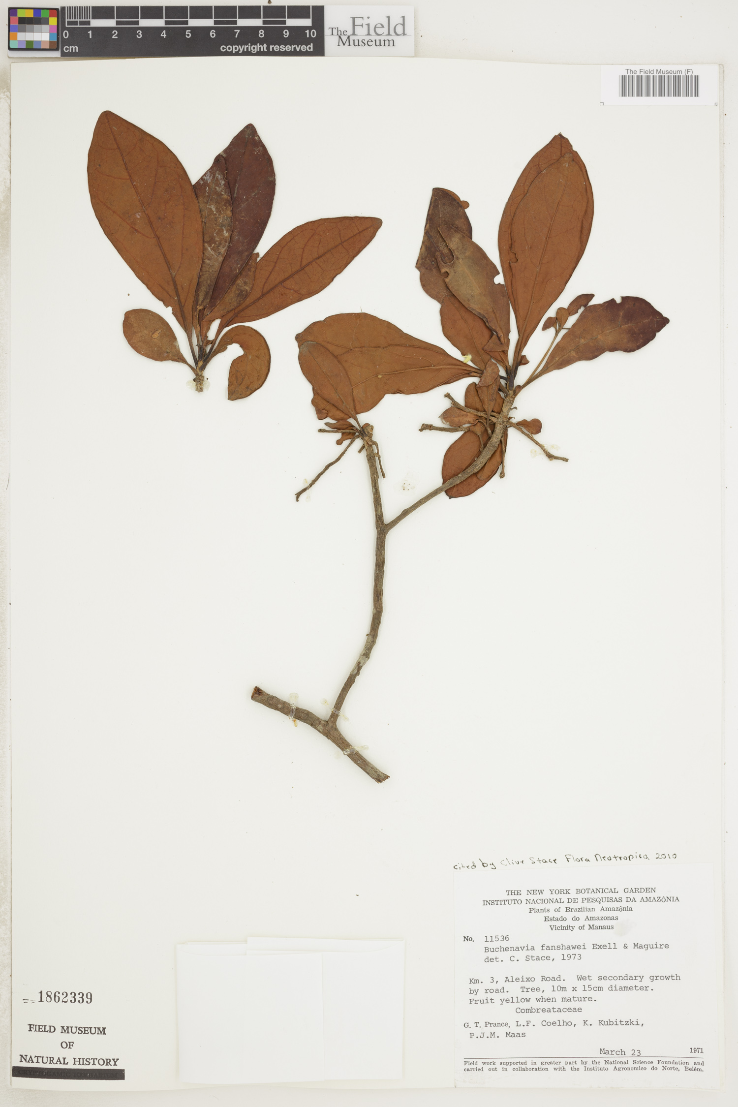 Buchenavia fanshawei (Fanshawe buchenavia) — photo