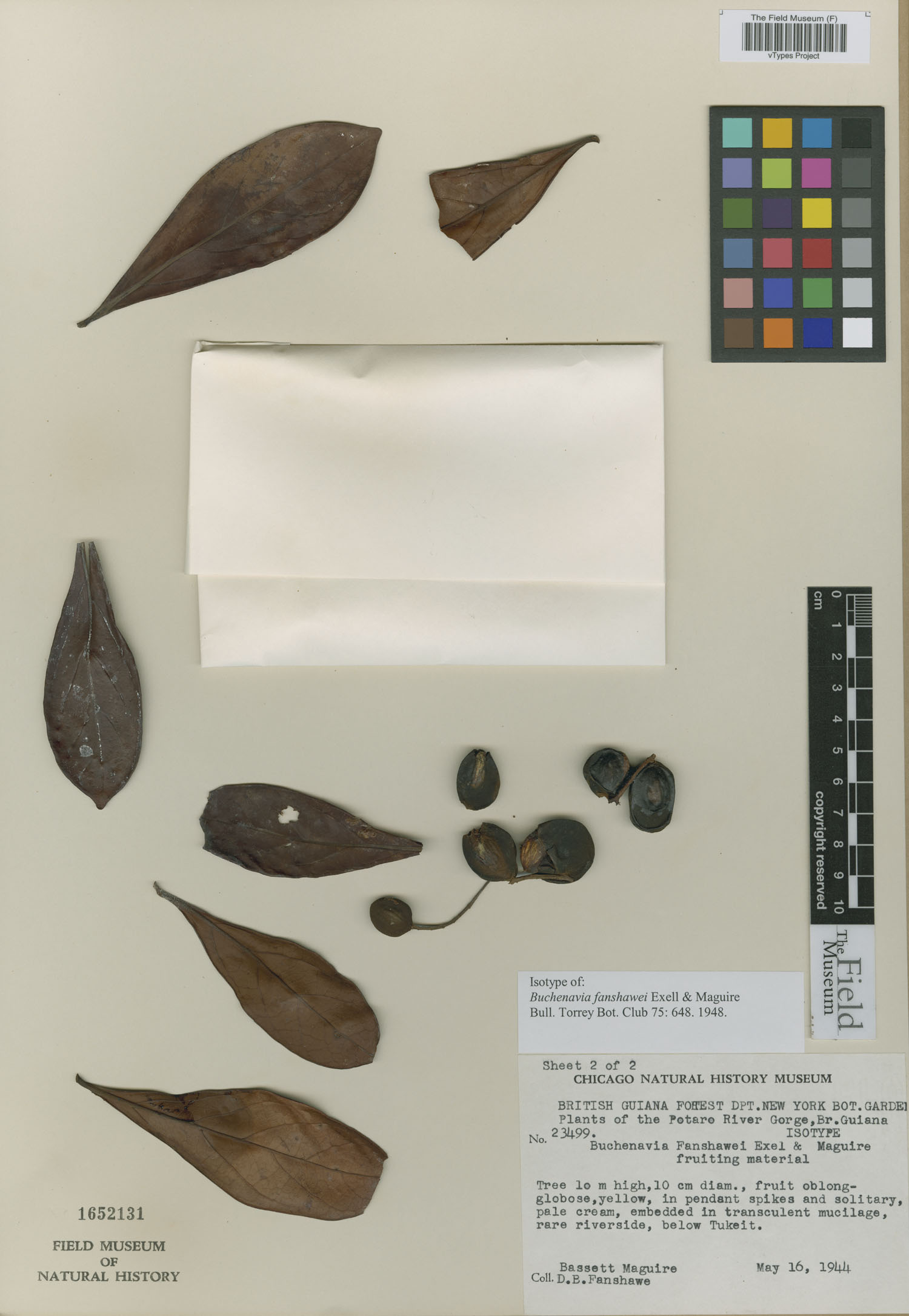 Buchenavia fanshawei (Fanshawe buchenavia) — photo