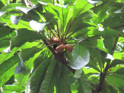Buchenavia guianensis — photo