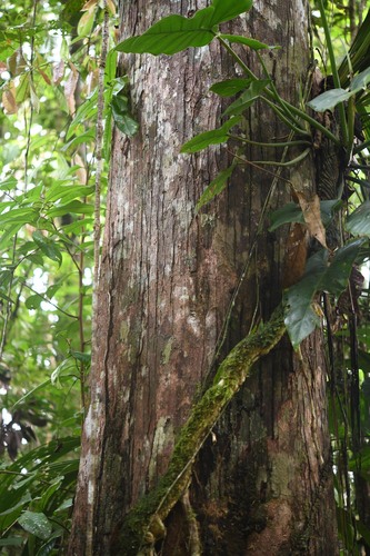 Buchenavia guianensis — photo