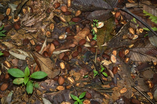 Buchenavia guianensis