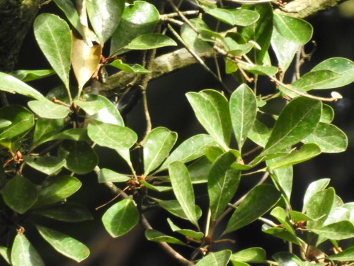Buchenavia kleinii — photo