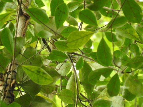 Buchenavia kleinii — photo