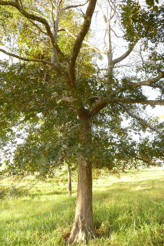 Buchenavia tomentosa — photo
