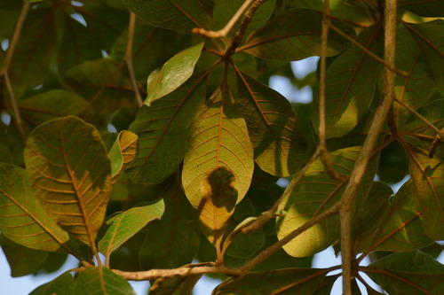 Buchenavia tomentosa — photo
