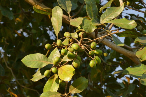Buchenavia tomentosa