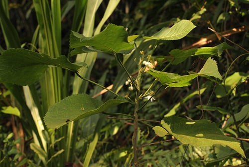 Buchnerodendron speciosum — photo