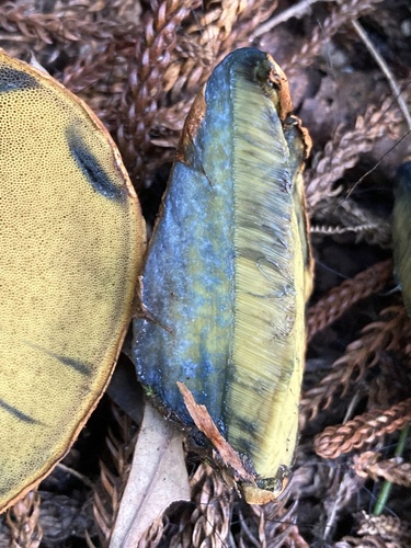 Buchwaldoboletus spectabilis