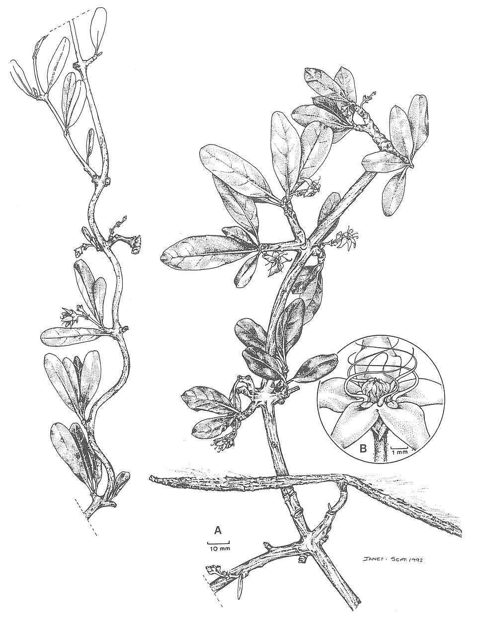 Buckollia volubilis