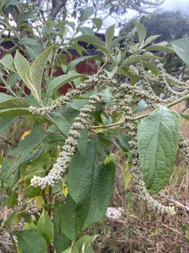 Buddleja americana (American butterfly bush) — photo