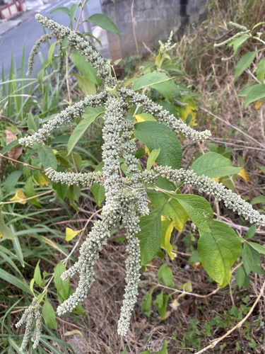Buddleja americana (American butterfly bush) — photo