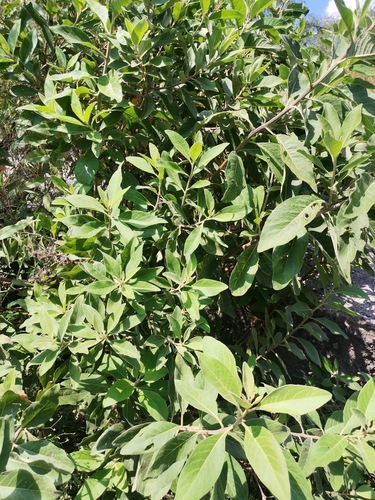 Buddleja americana