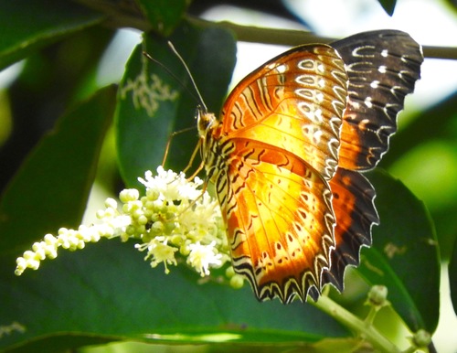 Buddleja asiatica (White butterfly bush) — photo