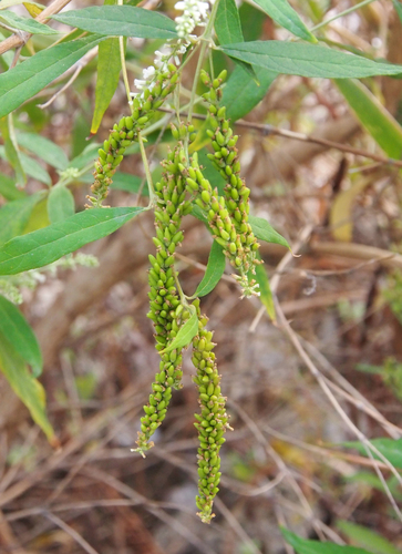 Buddleja asiatica (White butterfly bush) — photo
