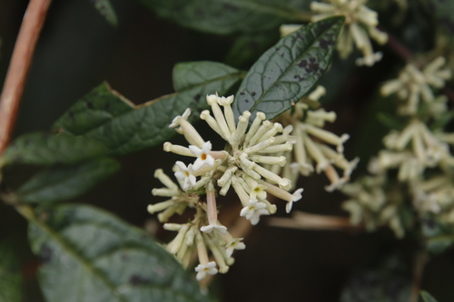 Buddleja auriculata (Weeping sage) — photo