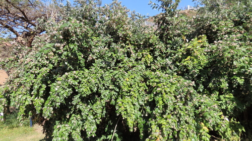 Buddleja auriculata (Weeping sage) — photo