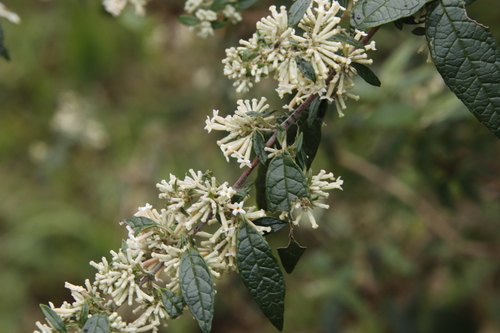 Buddleja auriculata