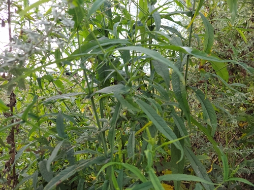 Buddleja bhutanica — photo
