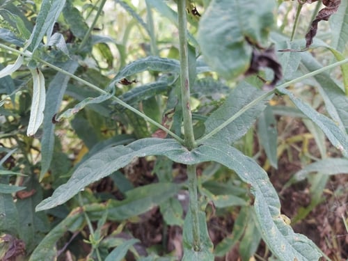 Buddleja bhutanica
