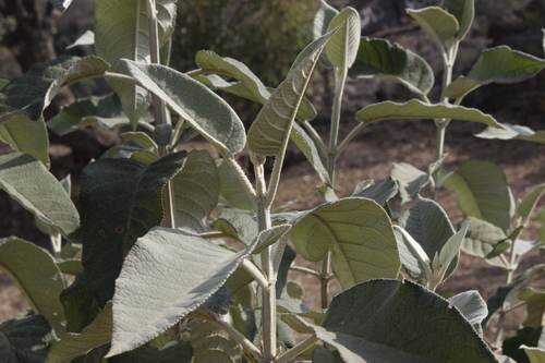 Buddleja cordata (Butterfly bush) — photo