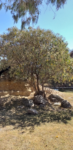Buddleja cordata (Butterfly bush) — photo