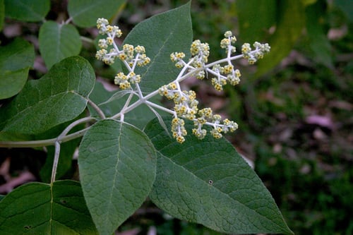 Buddleja cordata