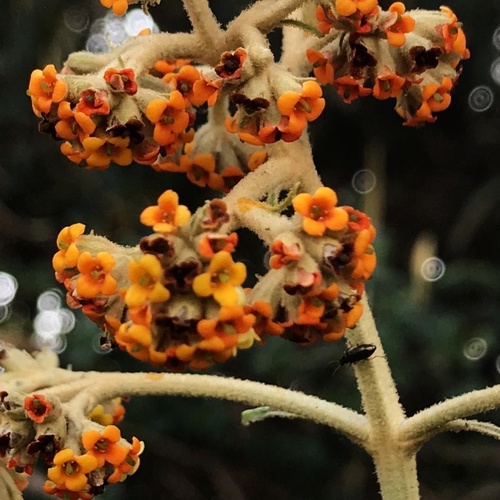 Buddleja incana (Grey butterfly bush) — photo