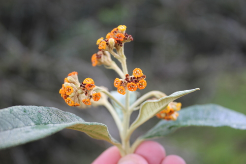 Buddleja incana (Grey butterfly bush) — photo