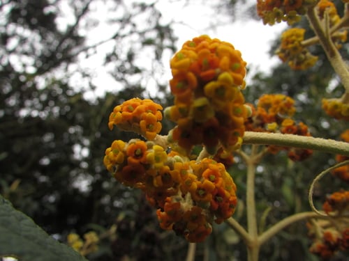 Buddleja incana