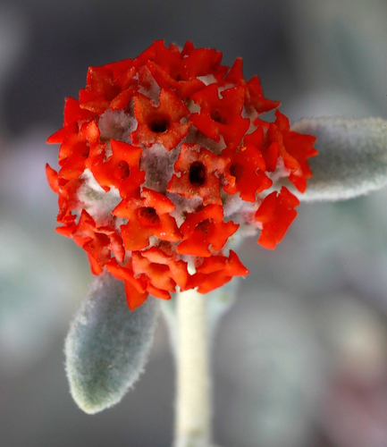 Buddleja marrubiifolia (Woolly butterfly bush) — photo