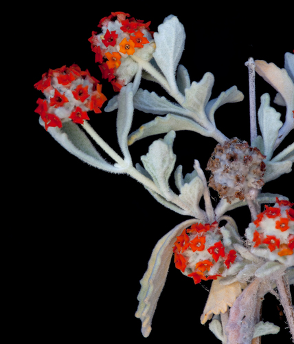 Buddleja marrubiifolia (Woolly butterfly bush) — photo