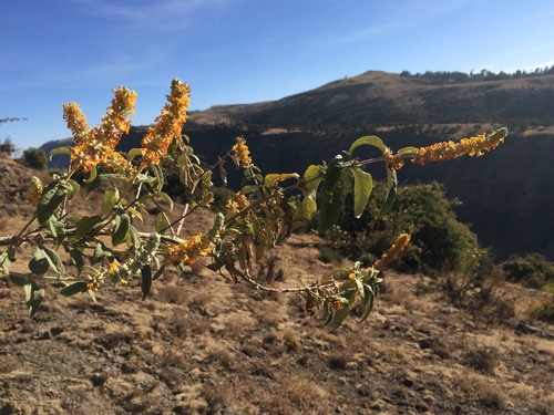 Buddleja polystachya (Madera) — photo