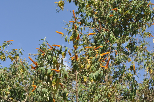 Buddleja polystachya (Madera) — photo