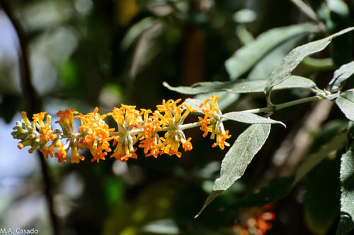 Buddleja polystachya
