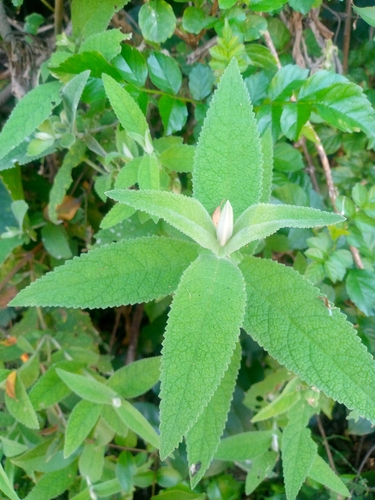Buddleja salviifolia (South African sagewood) — photo
