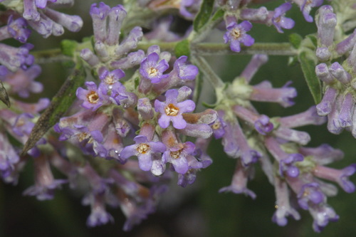 Buddleja salviifolia (South African sagewood) — photo