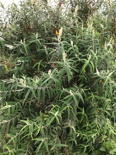 Buddleja salviifolia