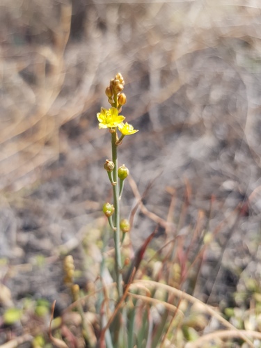 Bulbine alata (Winged bulbine lily) — photo