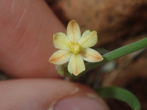 Bulbine alata (Winged bulbine lily) — photo