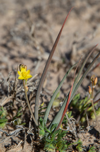 Bulbine alata
